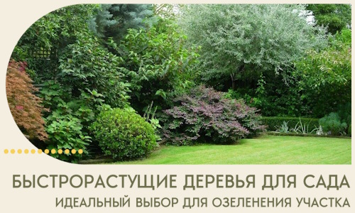 Быстрорастущие деревья для сада идеальный выбор в Можге