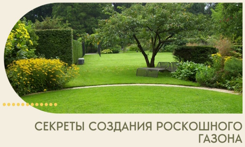 Секреты создания роскошного газона в Можге